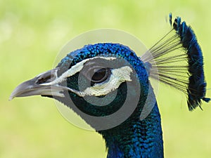 Close-up view of a peacock in profile at Bagatelle Park, Paris, France, Europe, April 2019