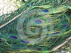 Close-up view of a peacock`s tail at Bagatelle Park, Paris, France, Europe, April 2019