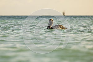 Close up view of pelican swimming in turquoise waters of Atlantic Ocean. Caribbean.