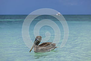 Close up view of pelican swimming in turquoise waters of Caribbean sea.