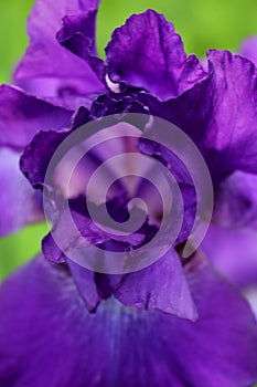 Just a Peek Inside a Perky Purple Iris photo