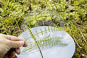 Close up view of person hand picking Equisetum arvense  the field horsetail or common horsetail leaves stems for herbal medicine