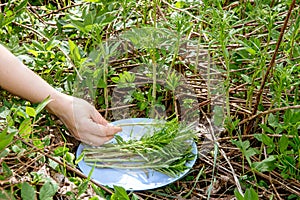 Close up view of person hand picking willowherb or known as fireweed Chamaenerion angustifolium young fresh shroots.