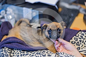 Close-up view of person\'s hand stroking cute face of brussels griffon puppy lying on pillow on table in office.