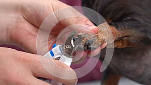 Close-up view of a person trimming a brown dog's nails, focusing on the paw and nail clipper
