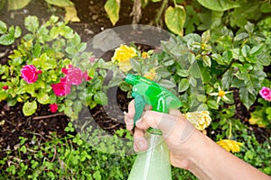 Close up view of person using homemade insecticidal insect spray in home garden to protect roses from insects.