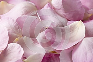 Close up view of rose petals, floral background, romantic concept photo