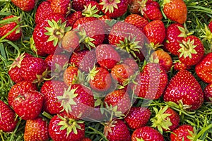 Close up view of picked red strawberry lying on grass in garden.