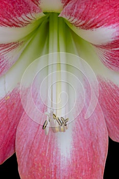 Close up view of pin Amaryllis flower internal stamen and pollen details photo