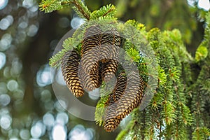 Close up view of pine branch with cones