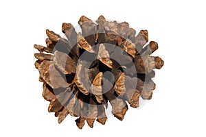 Close Up View of a Pine Cone