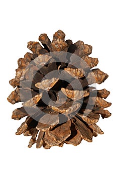 Close Up View of a Pine Cone