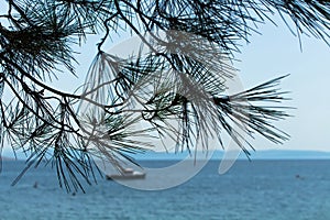 Close up view of a pine tree called Pinus Brutia with Aegean sea and a fishing boat in the background captured in Ayvalik