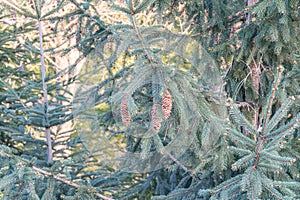 Close-up view of pine tree canopy, lush green needles with brownyellow variations, clusters of seed cones, diffused