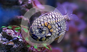 Close-up view of a pinecone fish photo