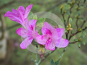Close up view of pink Autumn Royalty Encore Azalea flower with water dew drops, selective focus, vivid colors