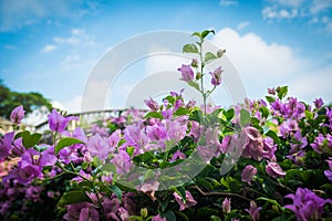 Close up view of pink bougainvillea