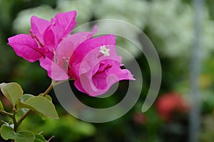Close Up View Of Pink Bougainvillea Flower With Blur Background