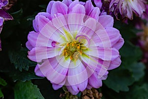 Close-up view of a pink Dahlia flower, Dahlia pinnata, with green center in bloom.