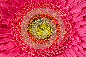 Close up view of pink daisy