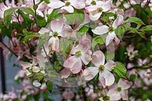 A close-up view of pink dogwood flowers, Cornus florida rubra