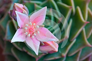 Close up view of a pink flower of the graptopetalum photo