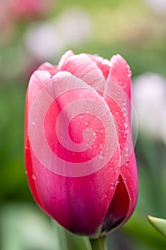 Close up view of a pink flower with s single raindrop