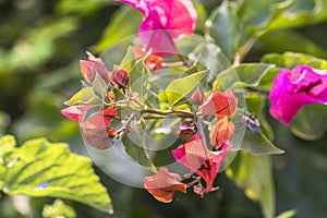 A close-up view of Pink flowers in a forest for wallpaper