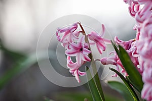 Close up view of pink Hyacinth flowers in spring time