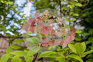 Close-up view - pink hydrangea flowers in full bloom - surrounded by lush green leaves