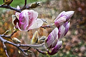 Close-up view of pink magnolia. Blooming magnolia tree in springtime.