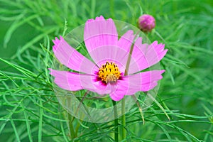 Close-up View Of Pink Mexican Aster Flowers In Bloom Above Their Fresh Green Leaves