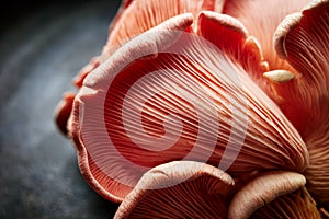 Close up view of pink oyster mushrooms Pleurotus djamor on a black background.