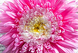 Close up view of pink powder puff aster or Callistephus Chinensis Powder Puff dabble layer petals.