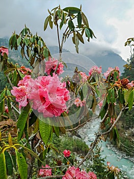 Close up view of Pink rhododendron flowers and mountain river in the background in Nepal