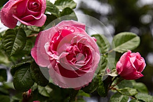 Close up view of pink roses covered with the drops of water after rain