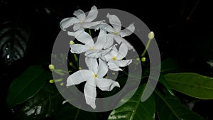 Close-up view of pinwheel flower or crepe jasmine or tabernaemontana divaricata or east India rosebay or nero& x27;s crown.