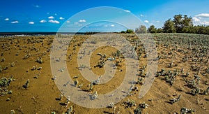 A close up view of plants on a beach, Caspian sea under blue sky in early September, snag on on the beach