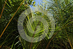 close up view of plants with green leaves, maldives, thoddoo