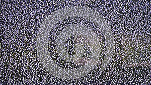 Close up view at a plasma tv while showing television white noise