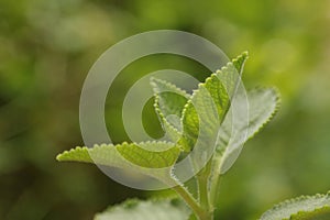 Close up view of Plectranthus amboinicus or Mexican mint
