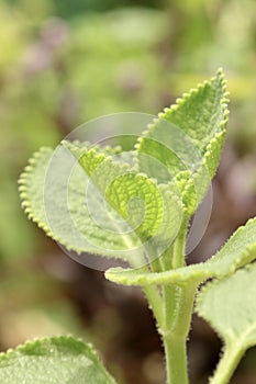 Close up view of Plectranthus amboinicus or Mexican mint plant