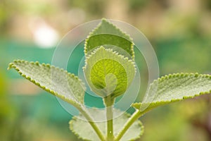 Close up view of Plectranthus amboinicus or Mexican mint plant