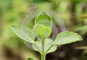 Close up view of Plectranthus amboinicus or Mexican mint plant in a botanical garden