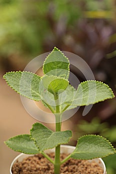 Close up view of Plectranthus amboinicus or Mexican mint plant in a botanical garden