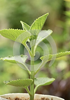 Close up view of Plectranthus amboinicus or Mexican mint plant in a botanical garden