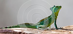 Close-up view of a Plumed basilisk