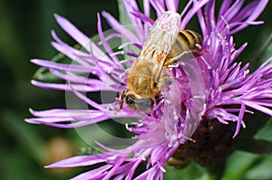 Close Up View of a Pollen Laden Honey Bee Foraging on a Violet D