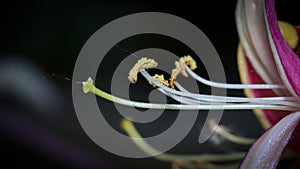 Close up view of pollen and stamen of HoneySuckle flower