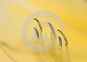 Close up view of pollen and stamen of a lily flower.